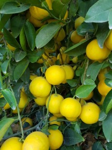 لیمو شیرین فارس